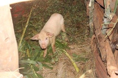 Silas'Pig
